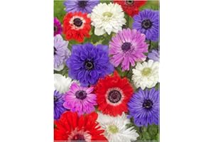 OLIWIER'S BULBS 20x Anemone St Brigid Mixed Colours Bulbs Spring Summer Flowering Corms Garden Perennial Flowers Size 4/5