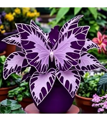 Chrestensen - Concime In Polvere Purple Wing Per Piante Fiorite, Colore Viola, 25 Piante, Prodotto Biologico Originale