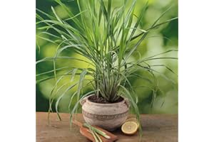 Lemongrass Plants Ready for The Garden. 'Tasty Lemon'. Authentic Variety from vegetative Propagation. 2L Plant. Available from Bedwen Plants.