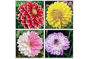 FStening 4 Pezzi Mescolare Dalia Bulbi Piantato In Giardino All'aperto Varietà Popolari I Fiori Ornamentali Creano Paesaggi Di Giardinaggio Alternativi