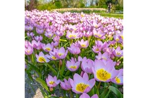 SCHONE PRODUCTS (UK) 8 x Tulip Bakeri Lilac Wonder – Distinctive Wildflower Tulips – RHS Award Winner - Spring Flowering Bulbs - for a Beautiful Spring Garden
