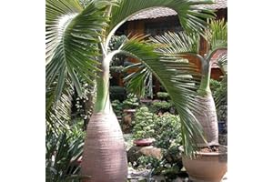 Haloppe 100 Stücke Palme Pflanzen Samen für Hausgarten Pflanzen, Flaschenform Palme Samen Bonsai Garten Tropische Zierpflanze Palmensamen