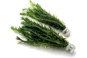 K2AQUA 2 Bunches 20 Stems Elodea Densa Live Aquarium Plants Oxygenating Weed Live Pond Plant Water Tank Aquatic Plants Egeria