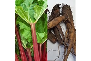 CARBETH PLANTS 2 x Rhubarb Goliath Crowns - Ready to Plant - Rhubarb Plant Crown Perfect for The UK