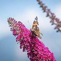 Müllers Grüner Garten Shop Sommerflieder Buddleja davidii Miss Ruby rot blühend duftend ca. 60-100 cm im 3 Liter Topf