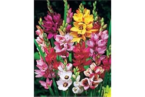 GÉNÉRIQUE Lot de 10 Bulbes d' Ixia melange - calibre 5/6 - La Main Verte