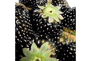 TOYHEART 100 Stück Premium-Fruchtsamen, Erdbeersamen, Nahrhaftes, Reichhaltiges Vitamin, Mehrfarbige, Nicht Gentechnisch Veränderte Fruchtsämlinge Für Die Landwirtschaft Schwarz