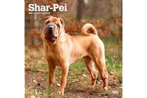 Shar Pei | 2024 12 x 24 Inch Monthly Square Wall Calendar | BrownTrout | Animals Dog Breeds