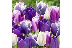YouGarden 'Paradise Purple' Tulip Mix, Pack of 20 Bulbs, Early Spring Flowering Bulbs