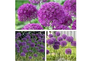 HUMPHREYS GARDEN Allium Purple Sensation x 10 Flower Bulbs Size 10/12. All Round Garden and Flower Arranging Allium. Easy to Grow