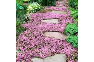 WJKWY-Q 150 Stück kriechender thymian samen mehrjährig winterhart saatgut alte sorten geschenke für gartenfreunde kräuter pflanzen balkon kräutersamen winterharte pflanzen für garten