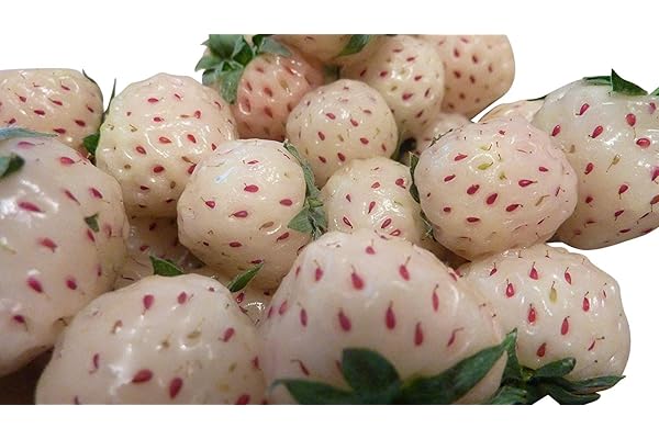 20 graines -ananas blanc Fraises- ***Pineberries***