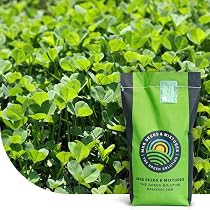 Semences Gazon Fleuri Flower Field - 5kg Pour 1000m², 80% Herbe + 20% Fleurs, Attire Pollinisateurs
