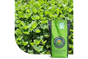 MRS SEEDS & MIXTURES Micro trèfle | 1 kg - 300 m² | Résistance à la sécheresse | Pour une pelouse extra dense et verte sans mousse | Une libération lente et continue d’azote | Faible besoin en entretien