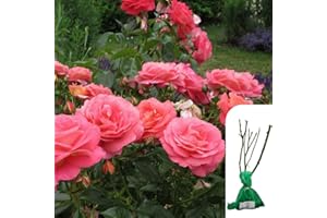 HARRINGTONS ROSES 1 x Rosa 'Special Anniversary' Hybrid Tea Rose - RHS Award-Winning Pink English Rose, Elegant Blooms, Ideal for Garden Borders & Containers - When Only The Best Will Do - Top Grade “A” Roses