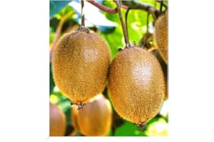 BALDUR Garten Selbstfruchtende, Kiwi 'Solissimo® renact®', 1 Pflanze, großfruchtig, Actinidia deliciosa, winterhart, mehrjährig, 1. selbstfruchtende Kiwi, reiche Ernte an essbaren Früchten
