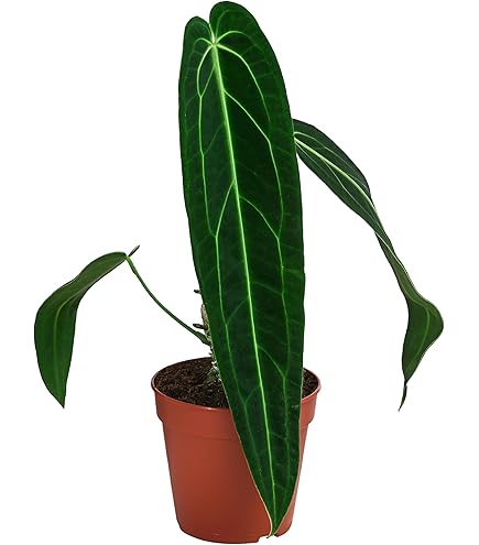 Dehner Fensterblatt Peru, Monstera obliqua, stark gefenstertes Blattwerk,  20 cm inkl. Pflanztopf,  Topf 12 cm, Zimmerpflanze : Amazon.de: Garten