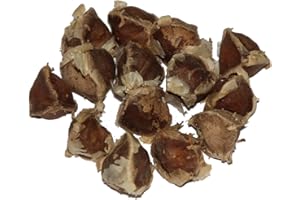 100 Moringa Oleifera graines -PKM1 Quality-
