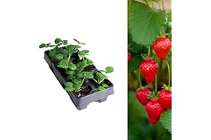 Carbeth Plants Strawberry Cambridge Favourite Fruit Plant 6 Pack - Hardy Perennial Easy Grow Fragaria Bushes - Tasty Sweet High Yielding Outdoor Garden Fruiting Plants for Beds, Borders or Pots