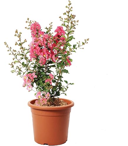 KENTIS - Myrten Bonsai Baum Echt für Draußen - Myrtus Communis