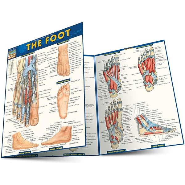 Buy Understanding the Foot & Ankle Paper Poster Book Online at Low