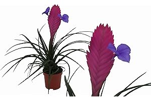 UNSERE-GAERTNEREI-MUELLER BROMELIA (Tilla ndsia Cyanea), Type?: Plante Anita, exotique Chambre - 1
