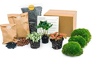 URBANJNGL Paquete de Terrario de Plantas - Coffea Arabica - 3 Plantas de terrario - Paquete de navegación y Comienzo Terrario de Bricolaje - Mini Planta del ecosistema