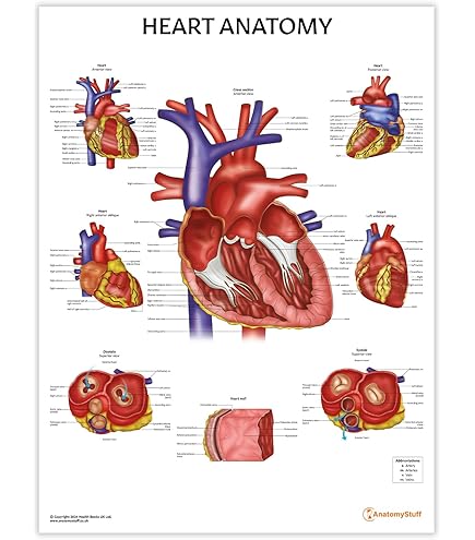 The Heart And Circulation | Classroom Science Charts - View #9