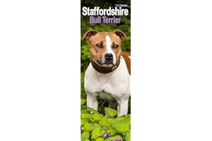 Staffordshire Bull Terrier Slim 2026 Calendar | Slimline Wall Calendar | Dog Breed Gift | Plastic Free Packaging | by Avonside Publishing