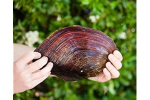 TEICH SCHNECKEN & MUSCHELN XXL Teichmuschel für den Gartenteich + 1 x NH ToxEx Ball - schwebe Algen vernichter/Algenkiller/Biofilter für Teich, Menge [STK]:3 STK.