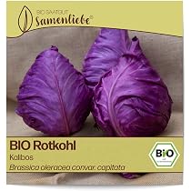 BIO Rotkohl Samen 'Kalibos' – Samenfest, 100 Samen, Mild-süßlicher Spitzkohl, Für Freiland & Balkon