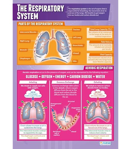 Poster éducatif A1 Méthodes D'entraînement Sportif - 850 X 594 Mm, Papier Brillant, Daydream Education