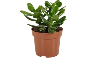 Bloomique - Crassula Ovata Arbre Magique - Plante de Jade - Plantes d'intérieur - Plante succulente - Succulente - Très Facile d'entretien - 15-20 cm de Haut - Pot 12 cm