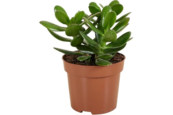 Bloomique - Crassula Ovata Arbre Magique - Plante de Jade - Plantes d'intérieur - Plante succulente - Succulente - Très Facile d'entretien - 15-20 cm de Haut - Pot 12 cm