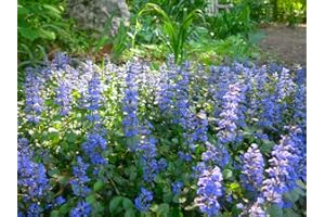 GROW YOUR SECRET GARDEN Ajuga reptans 40 Seeds, Bugleweed - Low Growing Perennial, groundcover, Shade Plant, Evergreen
