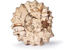 British Fossils Carved Fossilstone Ammonite – 3" Hand-Carved Marble Ornament, Gift Boxed