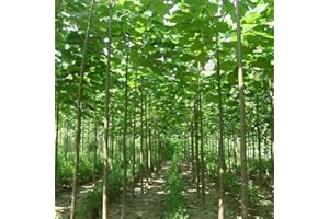 PERZOE 100 piezas de semillas de Paulownia Elongata, árbol de crecimiento rápido del bosque, planta de jardín para el hogar Semillas de Paulownia