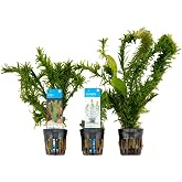 Bloomique - Mix of 3 - Aquarium Plants - Freshwater - Purifying - Oxygenators - Elodea (Fox's Tail), Hydrocotyle, Limnophila