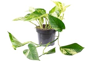 Gullranka – lättskött inomhusväxt, Epipremnum aureum – höjd ca 15 cm, kruka Ø 12 cm