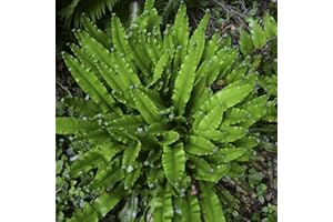 THOMPSON & MORGAN Asplenium scolopendrium Hart’s Tongue Fern Hardy Perennial Fern Garden Plants Grow Your Own 1 x 9cm Pot Asplenium scolopendrium by Thompson and Morgan