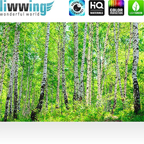 Fototapete Wald – ALLE WALDMOTIVE auf einen Blick ! Vlies PREMIUM PLUS – 200×140 cm – BIRCH FOREST – Birkenwald Bäume Wald Sonne Birkenhain Birke Birken Gras Natur Baum – no. 007 - 2