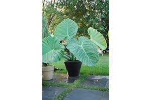 LIVE SEEDS 3 X Bulbs x for Super Large Tropical Leaf Plants edoe Taro colocasia Elephant Ear corms