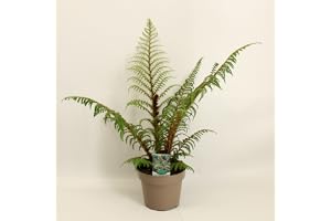Cyathea Highland Lace trädormbunke – exotisk ormbunke 40–50 cm – krukväxt och trädgårdsväxt – tropisk dekoration för hem, kontor och balkong – luftrenande och lättskött