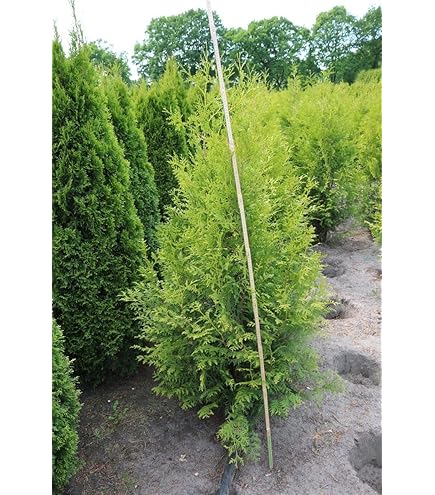 Thuja occidentalis 'Brabant' 125-150 cm - Lebensbaum, immergrn, ideal als  Hecke, schnellwachsend, winterhart, pflegeleicht : Amazon.de: Garten