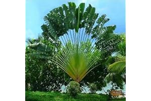 LAMPHLE 100 Unids Ravenala Madagascariensis Semillas Planta Perenne Jardín Patio Techo Decoración Flor Árbol Frutal Semillas Vegetales Semillas de Ravenala Madagascariensis 100pcs