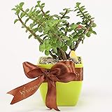 Ferns 'N' Petals Two Layer Bamboo Plant In Red Plastic Pot | 3 x 3 inch | Indoor Plant