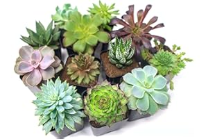 DECOALIVE Pack 10 Atractivas Suculentas Plantas Naturales en Mini Macetas
