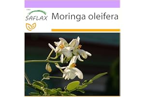 SAFLAX - Moringa - 10 graines - Moringa oleifera