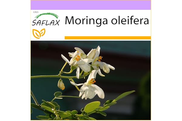 SAFLAX - Moringa - 10 graines - Moringa oleifera