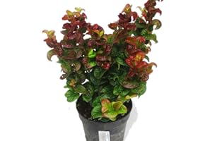 HARRO'S PFLANZENWELT Leucothoe axillaris ‚CURLY RED’® Lavendelheide 17 cm Topf